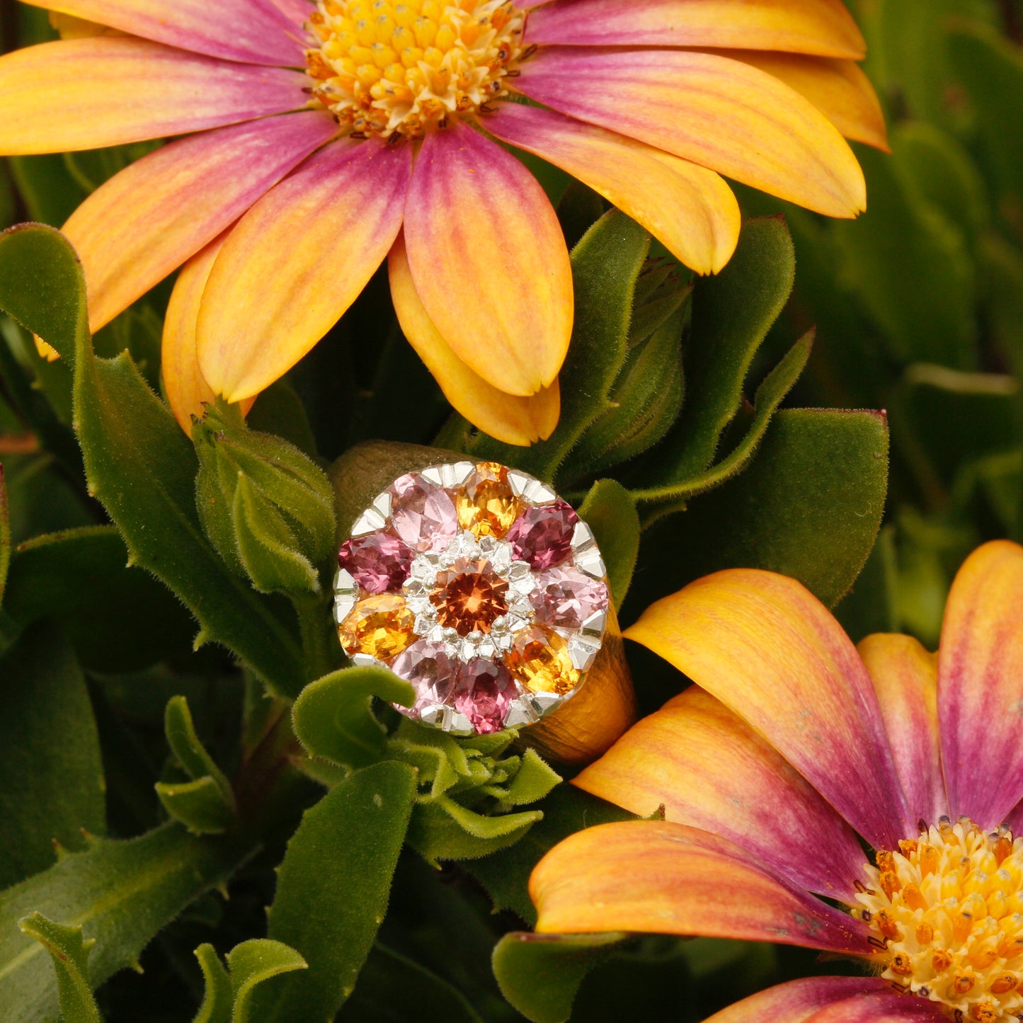 Osteospermum bouquet